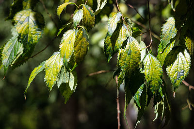 Close-up of fresh green leaves