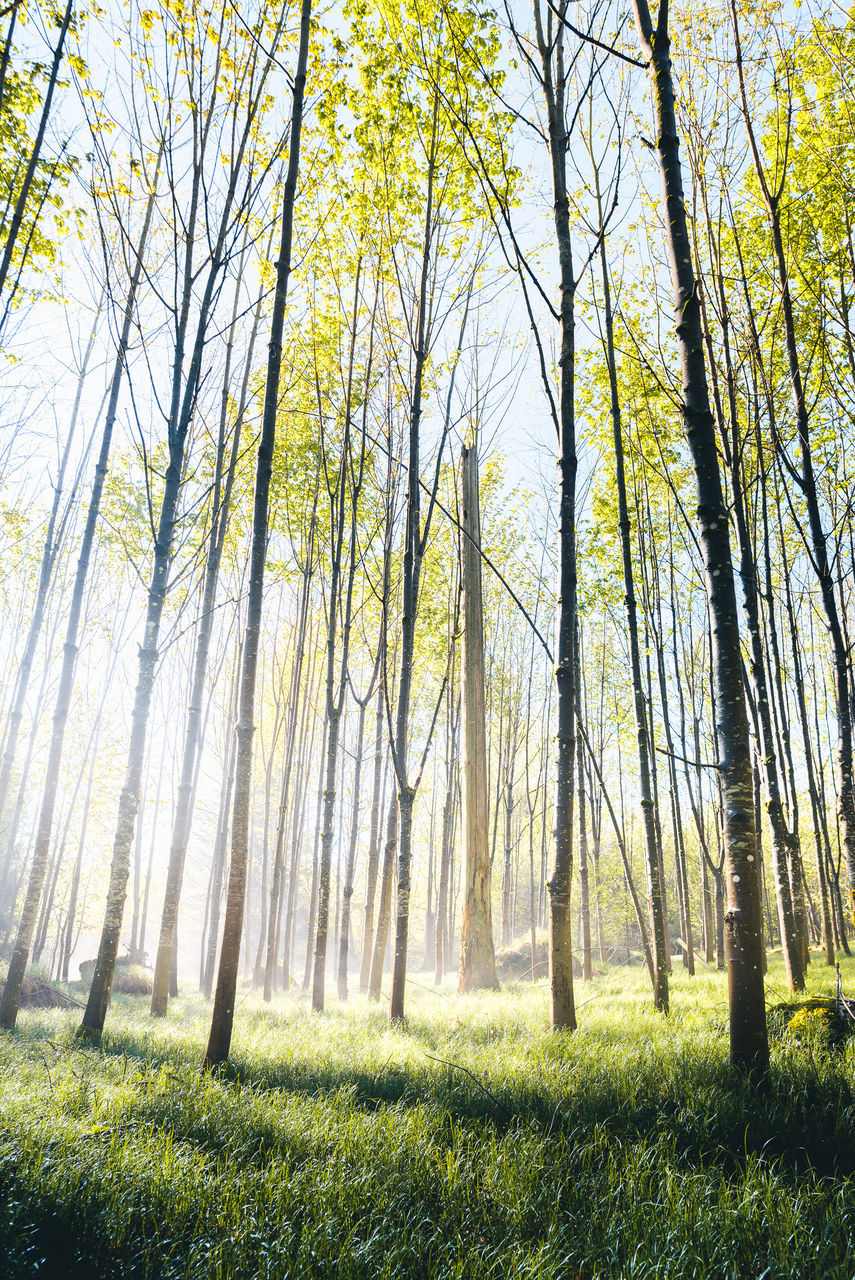 tree, plant, forest, land, tranquility, grass, woodland, beauty in nature, environment, nature, tree trunk, tranquil scene, trunk, non-urban scene, landscape, no people, scenics - nature, day, green color, growth, outdoors, pine woodland