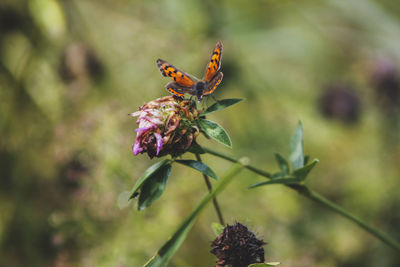 Close-up of butterfly pollinating on flower