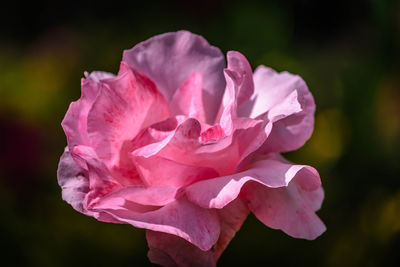 Close-up of pink rose