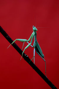 Close-up of insect on red background