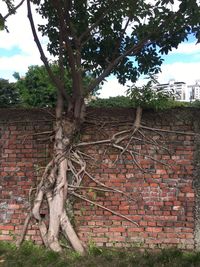 Tree by brick wall against building