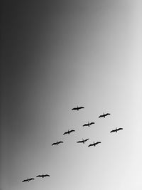 Low angle view of birds flying in the sky