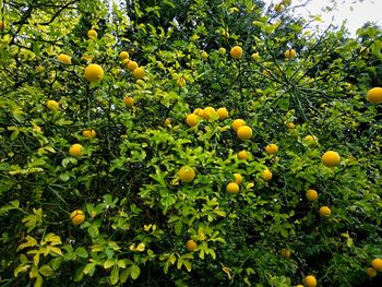 Low angle view of fruits growing on tree