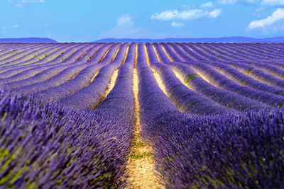 Landscape and lavender field at valensole in the south of france