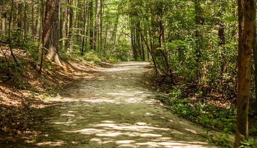 Road amidst trees in forest