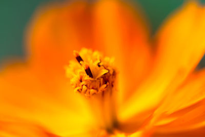 Macro shot of flower