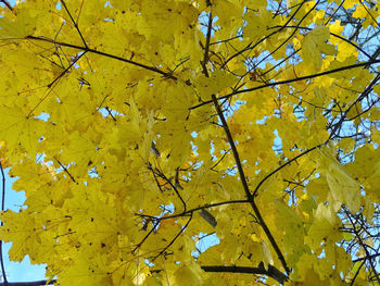 Low angle view of leaves on tree