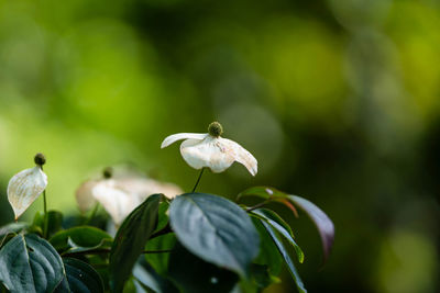 Close-up of white flowering plant