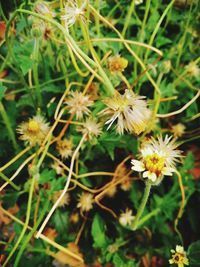 Close-up of yellow flowering plant