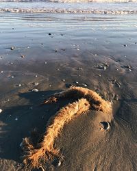 High angle view of crab on beach