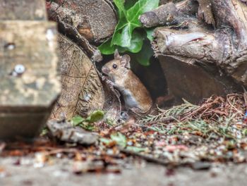 Mouse on woodpile