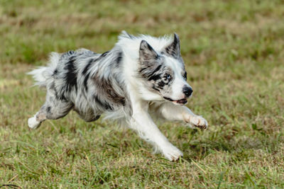 Border collie