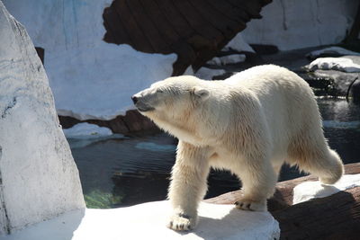 White bear in water