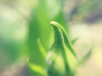 Close-up of fresh green plant