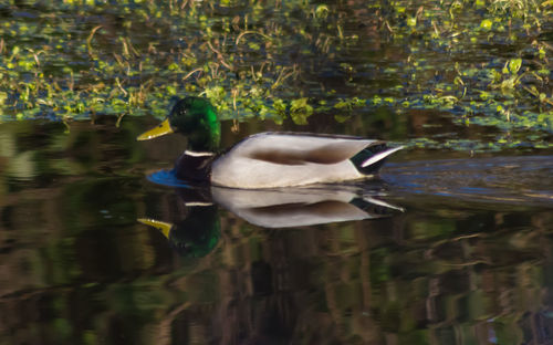 Duck swimming in lake