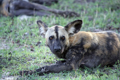 A pack of wild dogs relaxing in the shade in selous game reserve, tanzania