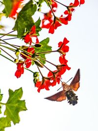 Close-up of red flowers growing on tree