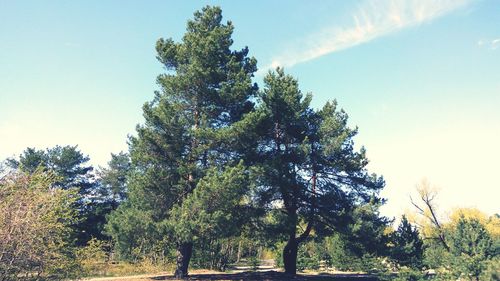 Trees growing on field against sky