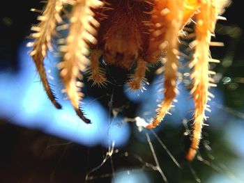 Close-up of spiked plant