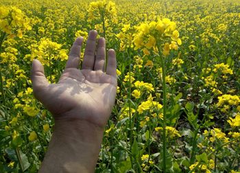 Close-up of human hand gesturing at flowering plants on field