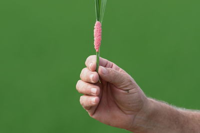 Close-up of hand holding leaf against gray background