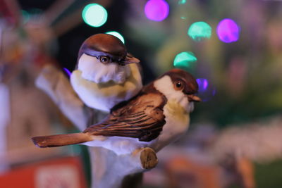 Close-up of sparrow perching at night