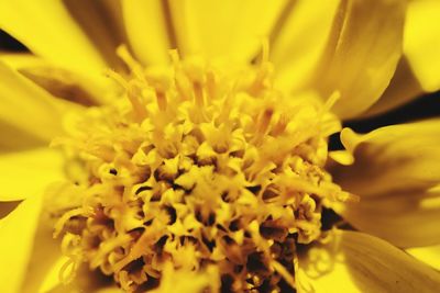 Close-up of yellow flower blooming outdoors