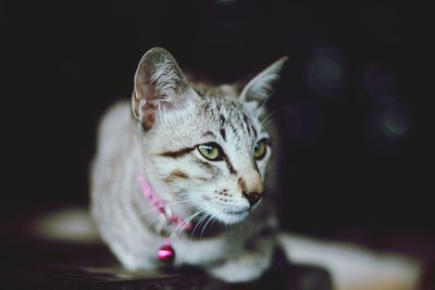 Close-up of cat relaxing on table at home