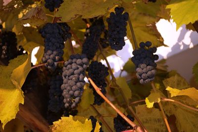 Close-up of grapes growing in vineyard