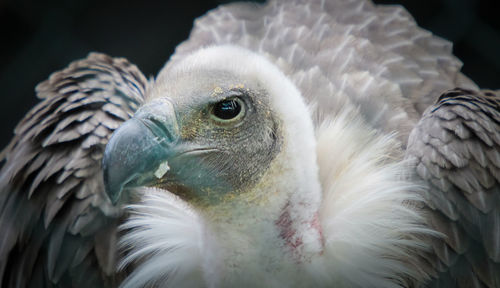 Close-up of vulture while preening.