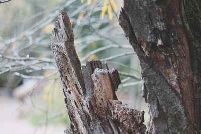 Close-up of lizard on tree trunk