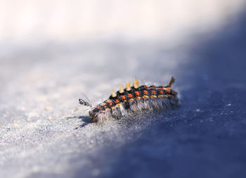 Close-up of butterfly on the surface