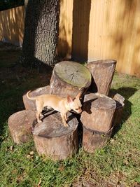 View of an animal on wood