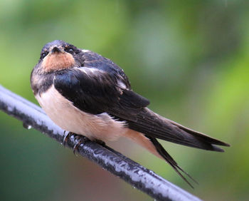 Close-up of bird perching on branch