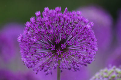 Close-up of pink flowers