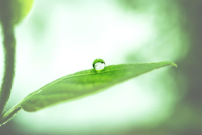 Close-up of raindrops on green leaf