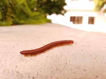 Close-up of lizard