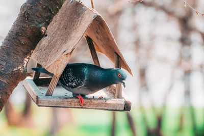 Close-up of bird perching on a tree