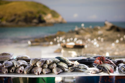 Close-up of catch of fish by the beach