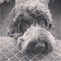 Close-up portrait of dog
