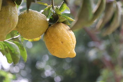 Close-up of fruits growing on tree