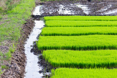 Scenic view of agricultural field