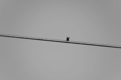 Low angle view of bird perching on cable against clear sky