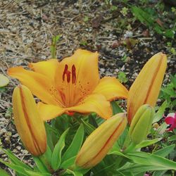 Close-up of yellow flower