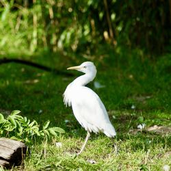 White bird perching on a field