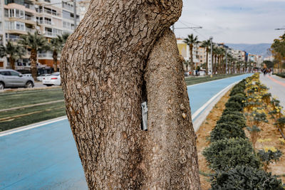 Close-up of tree trunk by road in city