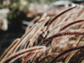 Close-up of reed grass