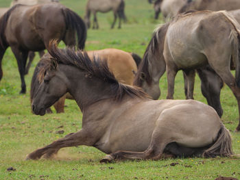 Wild horses in germany