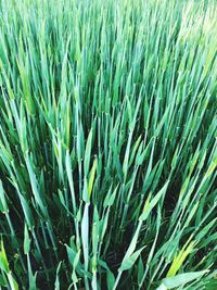 Full frame shot of crops growing on field